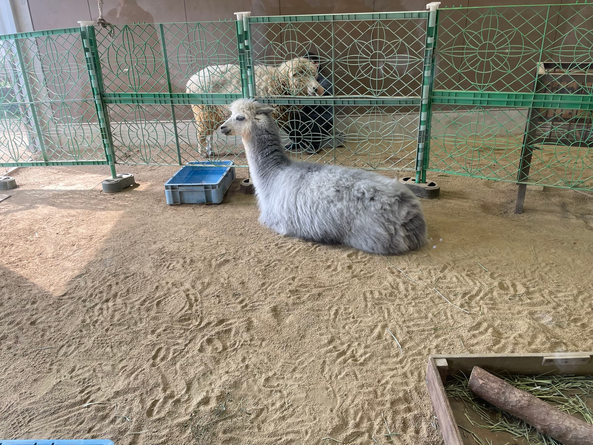 レッサーパンダだ🐼 - 画像2