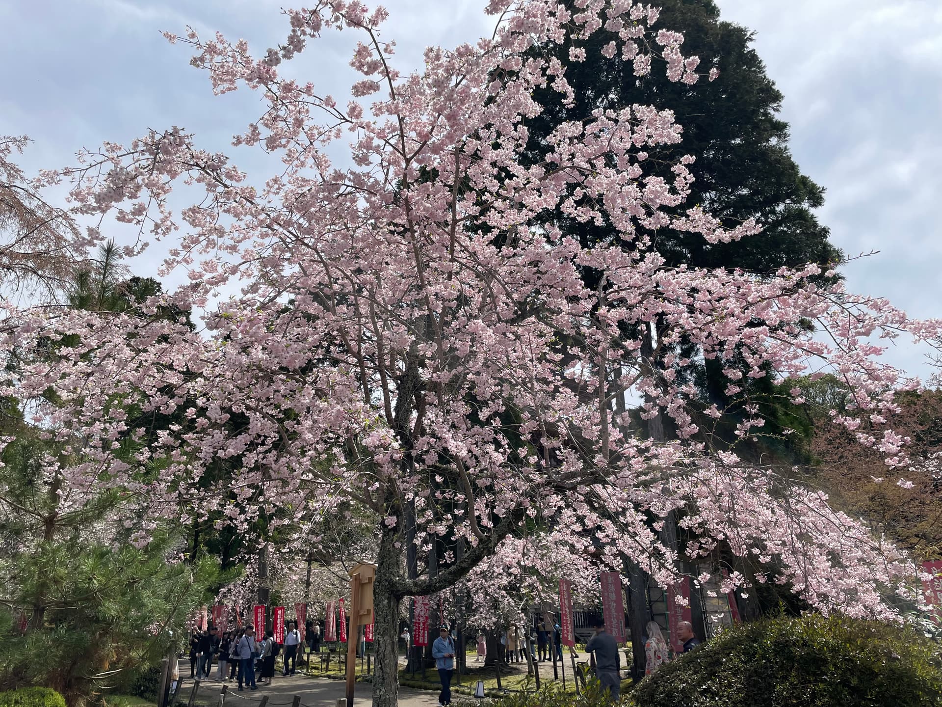 醍醐寺の五重塔、なかなか👀 - 画像2